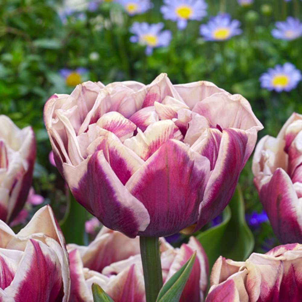 Tulpan 'Wyndham'